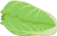 lettuce